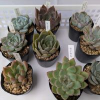 多肉植物,葉挿し,多肉寄せ植え,実生苗,葉挿しっ子の画像