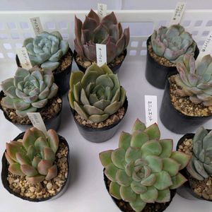 多肉植物,葉挿し,多肉寄せ植え,実生苗,葉挿しっ子の画像