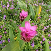 ウコン,花のある暮らし,今日のお花の画像