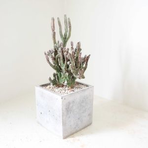 サボテン,モンビレア【残雪の峰】,観葉植物,グリーンインテリア,成長記録の画像