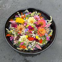 ノボロギク,花のある暮らし,緑のある暮らし,アメリカ在住,花手水の画像