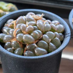 メセン,コノフィツム属,タニラー,その他部屋の画像