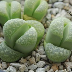 メセン,リトープス属,タニラー,リトープス✧,その他部屋の画像