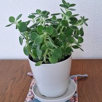 アロマティカス,アロマティカス,感謝,葉っぱ,ありがとう♡の画像