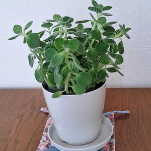 アロマティカス,アロマティカス,鉢植え,感謝,葉っぱの画像