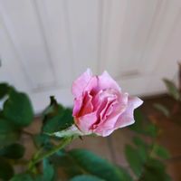 バラ　桜貝,玄関先の画像