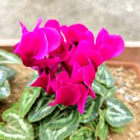 シクラメン,いつもありがとう♡,花のある暮らし,綺麗,GSに感謝。の画像