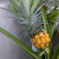パイナップル,プルメリアの画像