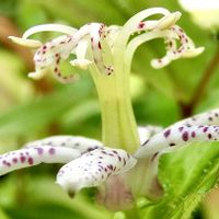 ヤマジノホトトギス,鉢植え,花言葉,山野草,花のある暮らしの画像
