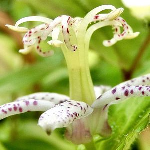 ヤマジノホトトギス,鉢植え,花言葉,山野草,花のある暮らしの画像