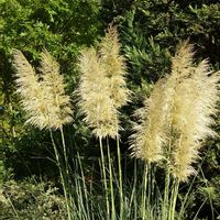 パンパスグラス,癒される,感謝,花のある暮らし,しあわせの画像