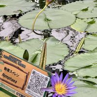 スイレン,神戸動物王国,❥植物❥空模様❥コラボ❥,青空と植物❤︎,金曜日の蕾たちの画像
