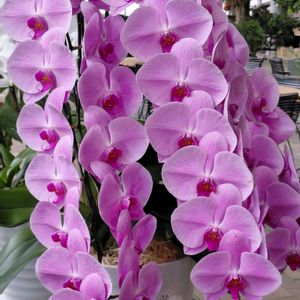 胡蝶蘭,お出かけ先の画像