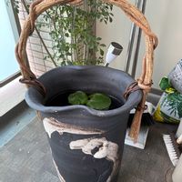 シマトネリコ,睡蓮・姫睡蓮の画像
