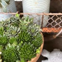 センペルビウム,多肉植物,多肉寄せ植え,私のお気に入り,咲いてくれてありがとう❤の画像