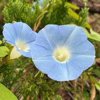 アサガオ,アサガオ,マルバアサガオ,マルバアサガオ,公園の画像