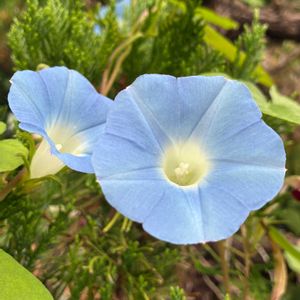 アサガオ,アサガオ,マルバアサガオ,マルバアサガオ,公園の画像