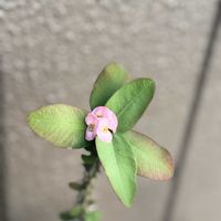 ハナキリン,ユーフォルビア属,花麒麟,はなきりん,トウダイグサ科の画像