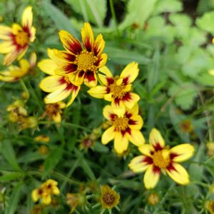 コレオプシス,コレオプシス,ゼフィランサス,かわいい,開花の画像