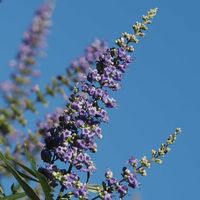 セイヨウニンジンボク,ヒガンバナ,チョウゲンボウ,エノコログサ,山野草の画像