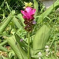 ウコン,クルクマ,クルクマ（ウコン）,クルクマ（ウコン）,クルクマの脇花の画像