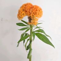 ケイトウ,ケイトウ オレンジクイーン,ケイトウ（鶏頭）,一人一花,一人一花運動@福岡市の画像