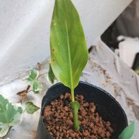 タビビトノキ,観葉植物,ガーデニング,ネコ好き,種まきっ子の画像