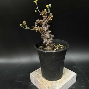 多肉植物,観葉植物,塊根植物,コーデックス,珍奇植物の画像