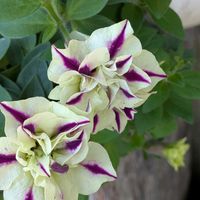 寄植え,ハンギング,金曜日の蕾たち,小さな庭,玄関アプローチの画像