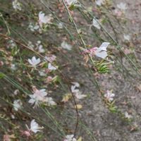 ガウラ,お出かけ先の画像