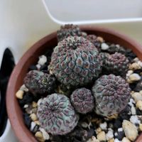 スルコレブチア ラウシー,宇宙殿,コラロカルプス バイネシー,ラウシー メタリックパープル,植中毒の画像