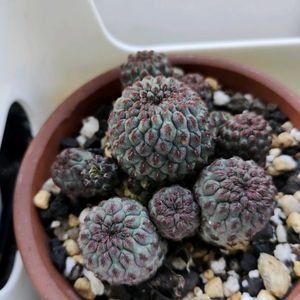スルコレブチア ラウシー,宇宙殿,コラロカルプス バイネシー,ラウシー メタリックパープル,植中毒の画像