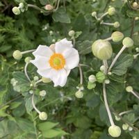 ガウラ,シュウメイギク,金曜日の蕾たち,われら17年組,庭の画像
