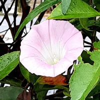 ヒルガオ,散歩の途中の画像