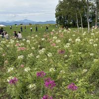 クレオメ,北海道,花っていいねの画像