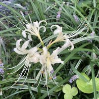 リコリス,地植え,球根植物,ヒガンバナ属,クリーム色の花の画像