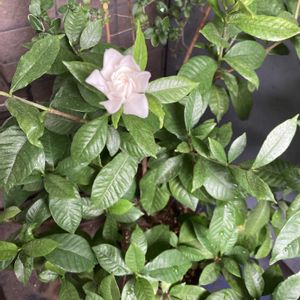 クチナシ,クチナシ,くちなし,鉢植え,開花の画像