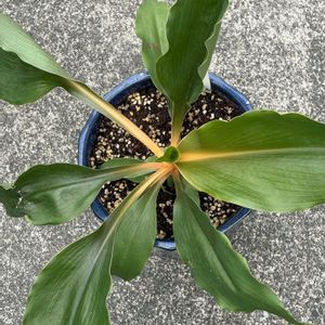 クロロフィツム プリンセスメイプル,花が好き,無農薬❤家庭菜園,クロロフィツム,野菜が好きの画像