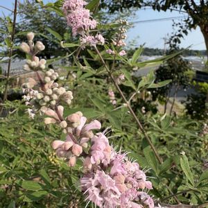 鉢植え,畑の画像