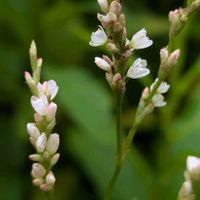アイ,歴博 くらしの植物苑の画像