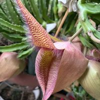 スタペリア,多肉植物,面白い,花のある暮らし,スマホ撮影の画像