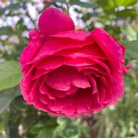 クリスマスローズ,花のある暮らし,バラ・ミニバラ,週末ガーデナー,みどりのある暮らしの画像