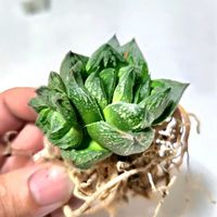 ハオルチアの画像