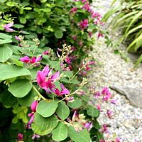スモークツリー,ワレモコウ　吾亦紅,ミヤギノハギ　宮城野萩,ハナトラノオ　花虎の尾,庭の画像