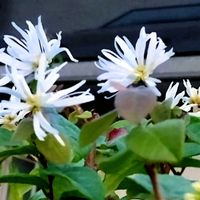 トキワマンサク,仕事帰りに,通り道のお宅の生垣,毎年、満開になると綺麗ですの画像