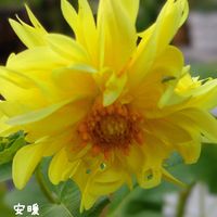 ダリア,夏の花,種まき,花のある暮らし,お花を楽しむの画像