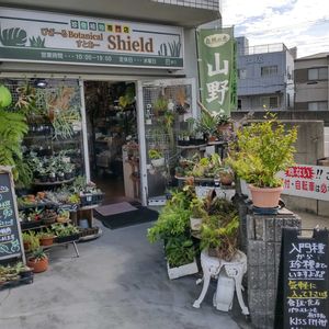 多肉植物,ウラボシ科,ビカクシダ属,食中植物,塊根の画像