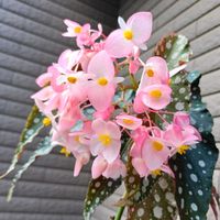 ベゴニア,ベゴニア ドットパール,木立性ベゴニアの画像