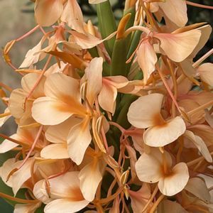 キバナシュクシャ,花壇,ガーデニング,山野草,ショウガ科の画像