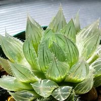 ハオルチア,多肉植物,ハオルチア属,透明な窓,Haworthia オリジナル交配の画像